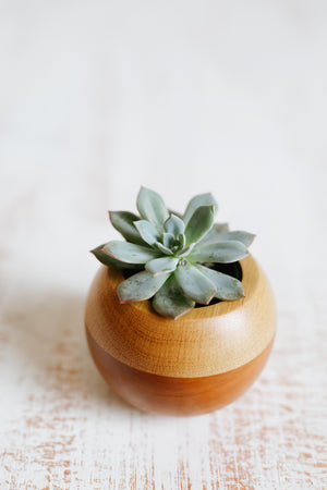 Dóro Treeó Sphere, Succulent, Natural Wood, Handmade Pot